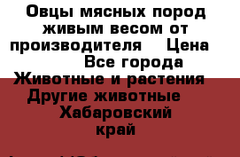 Овцы мясных пород живым весом от производителя. › Цена ­ 110 - Все города Животные и растения » Другие животные   . Хабаровский край